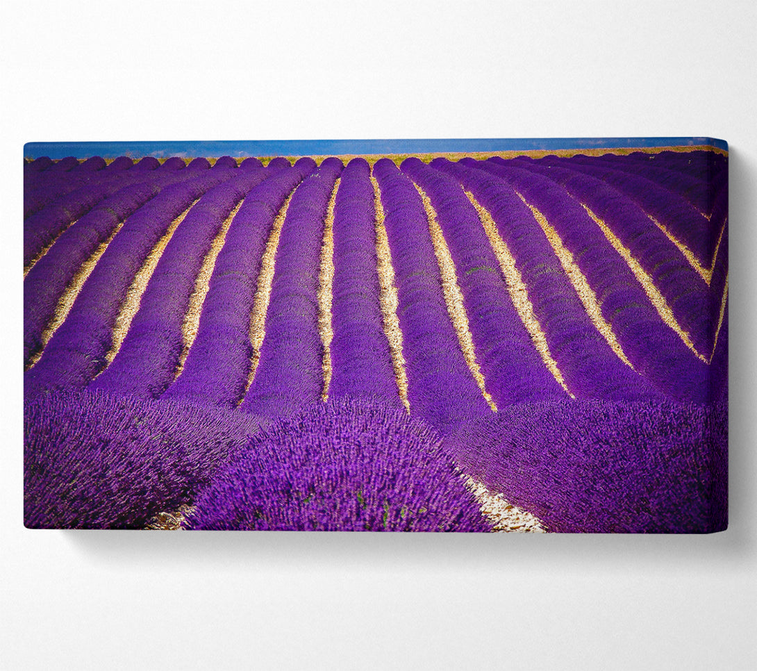  A Canvas Print of Lavender Field Canvas Art
