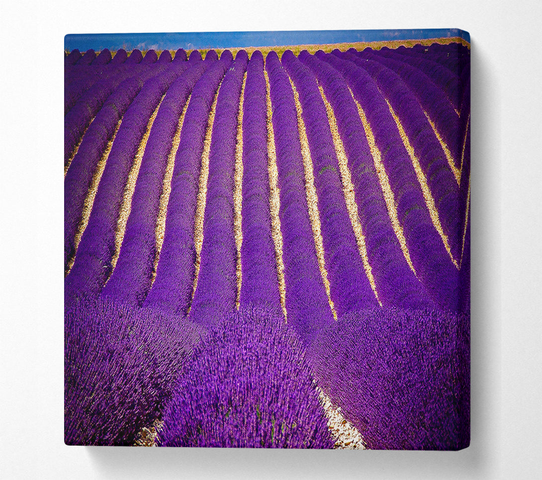  A Canvas Print of Lavender Field Canvas Art