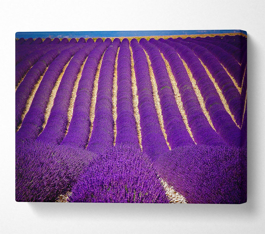  A Canvas Print of Lavender Field Canvas Art