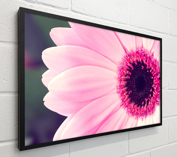 Pink Gerbera Daisy Centre