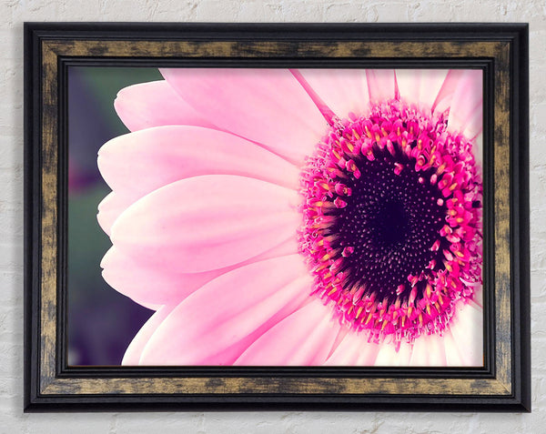 Pink Gerbera Daisy Centre Framed Print