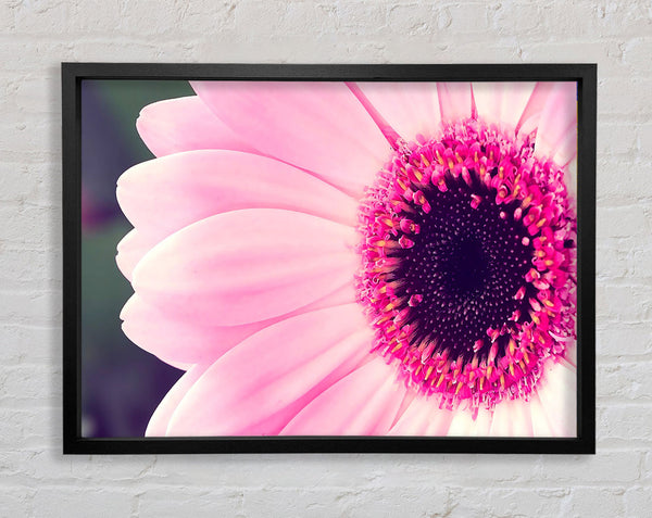 Pink Gerbera Daisy Centre Framed Print