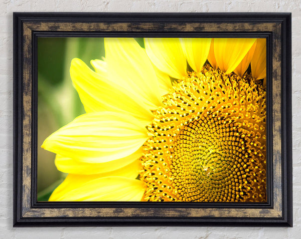 Sunflower Close-up Framed Print