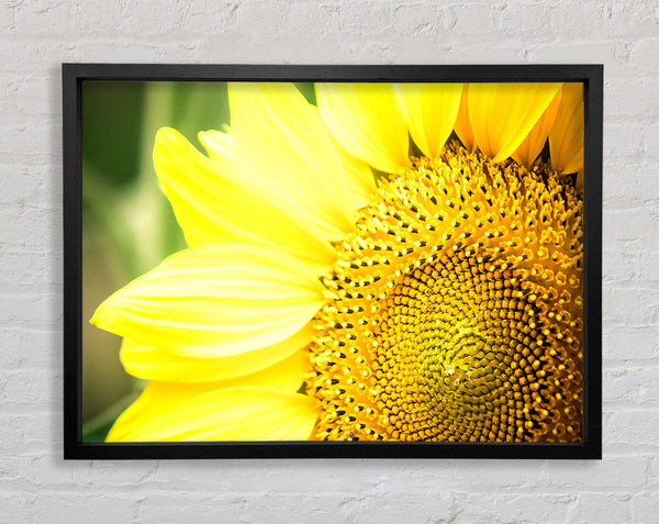 Sunflower Close-up Framed Print