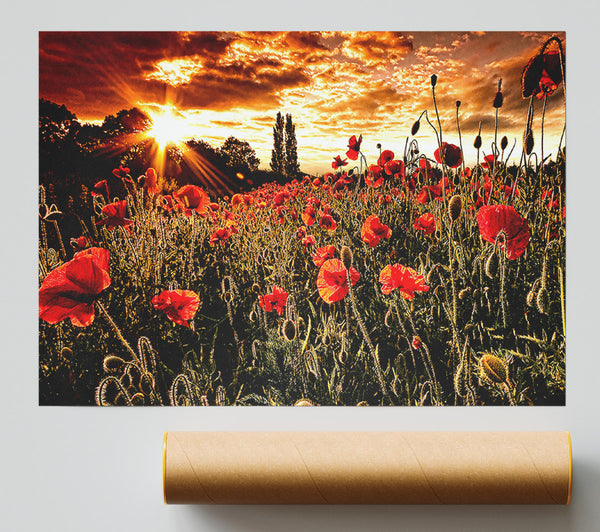 Red Poppy Field At Sunset Print