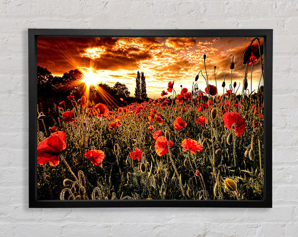 Red Poppy Field At Sunset Framed Print