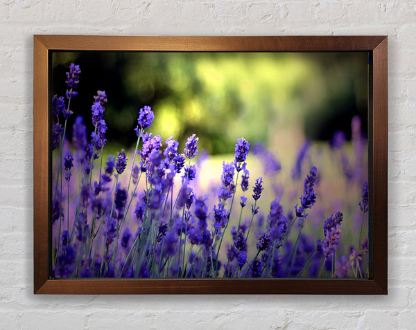 Beautiful Lavender Flowers Framed Print