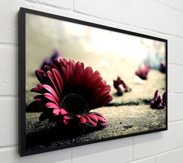 Missing Petals