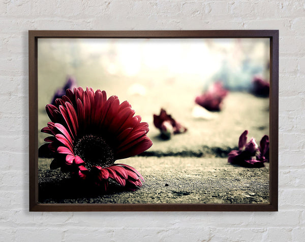 Missing Petals Framed Print