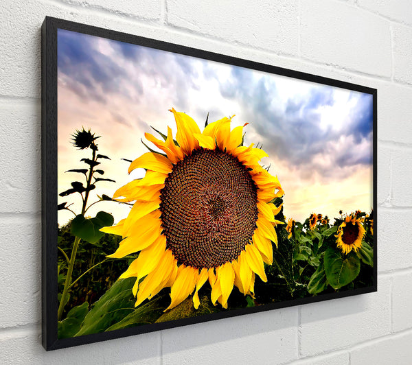 Sunflower Close Up In The Sky