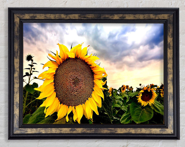 Sunflower Close Up In The Sky Framed Print