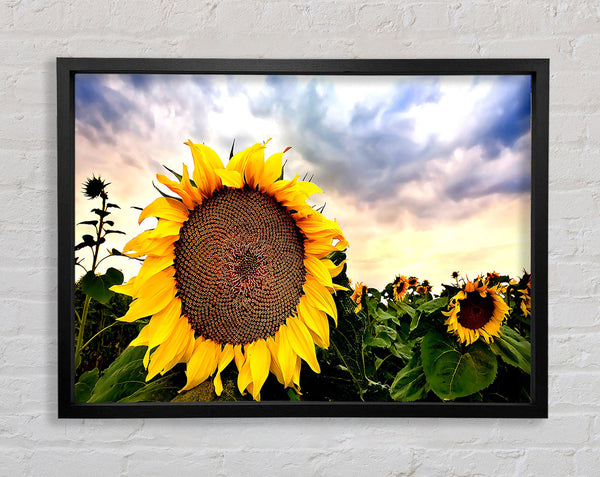 Sunflower Close Up In The Sky Framed Print