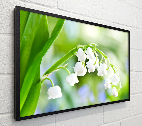 Lily Of The Valley