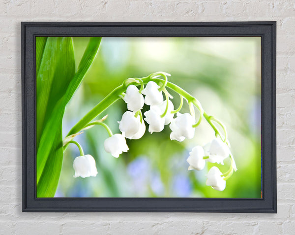 Lily Of The Valley Framed Print