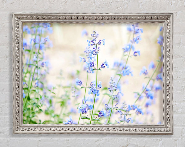 Blue Small Flowers Framed Print