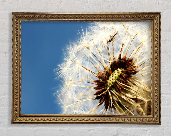 Dandelion Skies Framed Print
