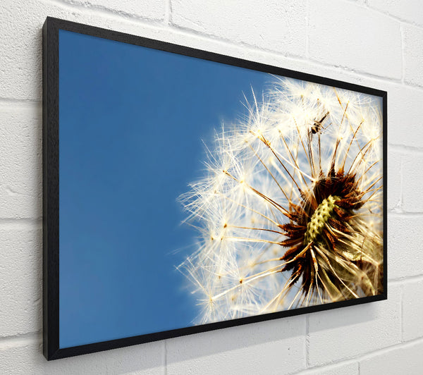 Dandelion Skies