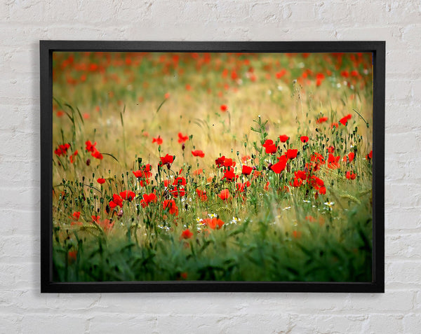 Poppies In The Field Framed Print