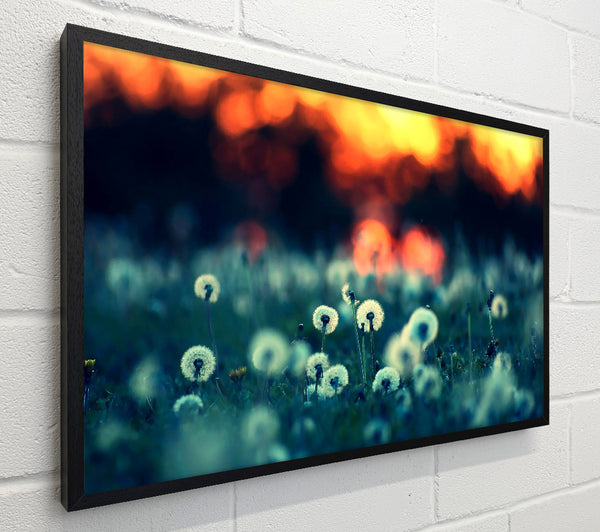 Dandelions At Sunset