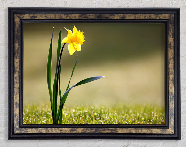 Single Daffodil Framed Print