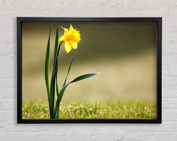 Single Daffodil Framed Print