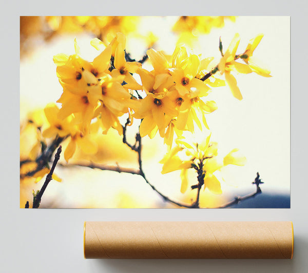 Yellow Tree Flower Poster