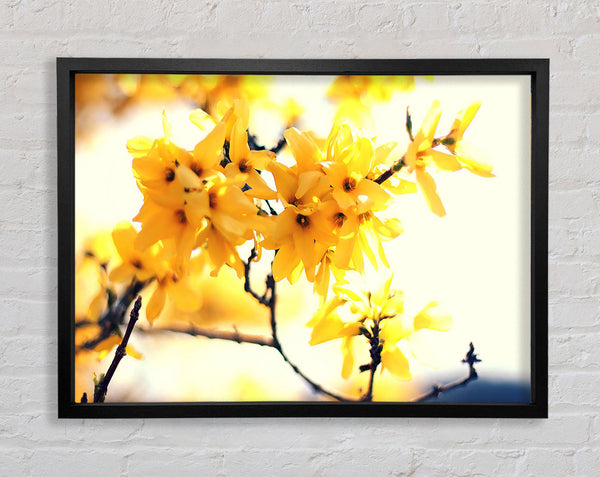 Yellow Tree Flower Framed Print