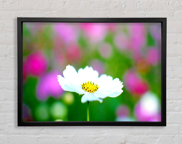 White Cosmos Framed Print