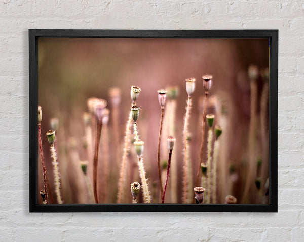 Poppy Pods Framed Print