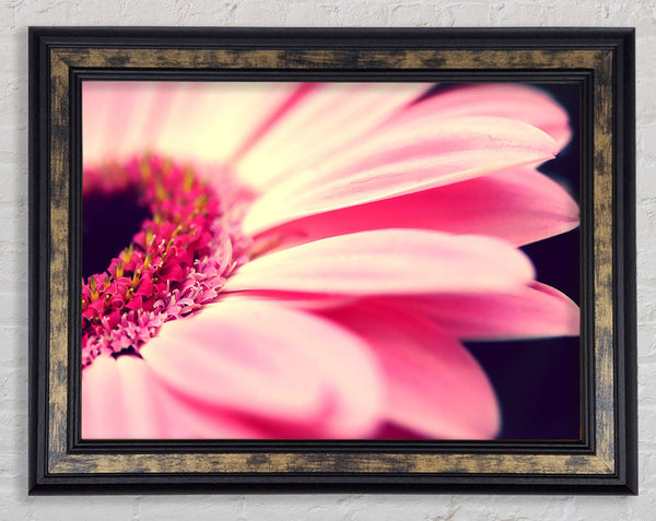 Gerbera Pink Petal Close-up Framed Print