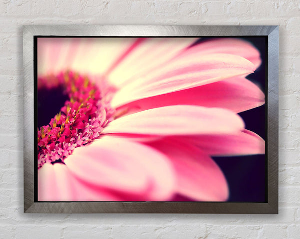 Gerbera Pink Petal Close-up Framed Print