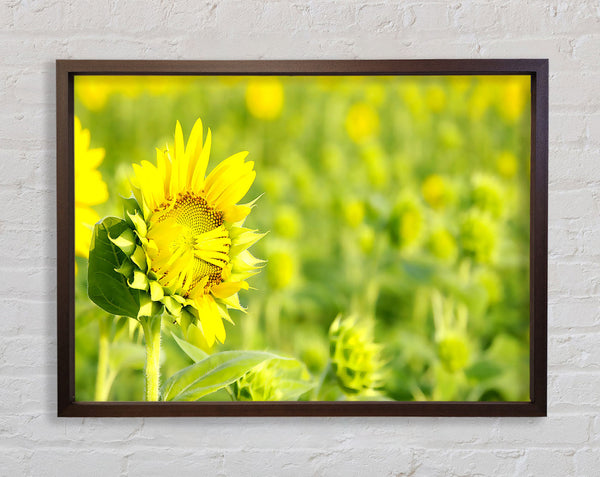 I Am Shy Framed Print
