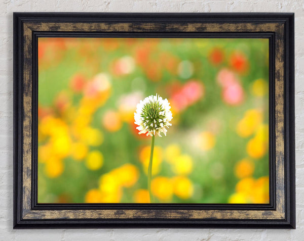 White Clover Framed Print