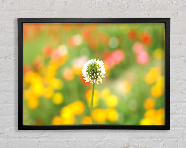 White Clover Framed Print