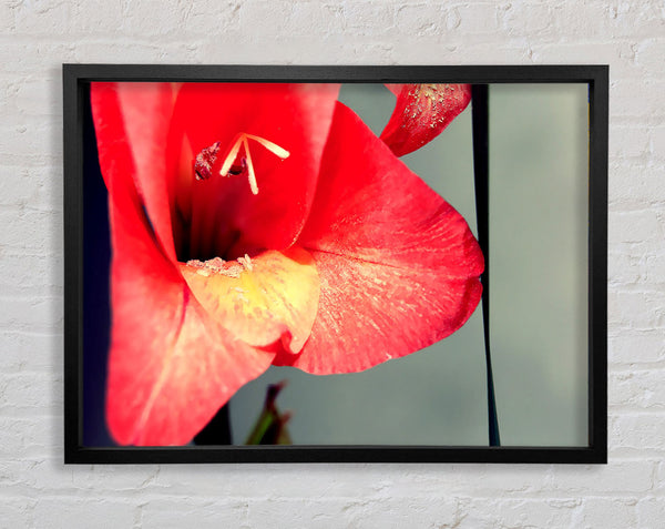 Three Petal red Framed Print