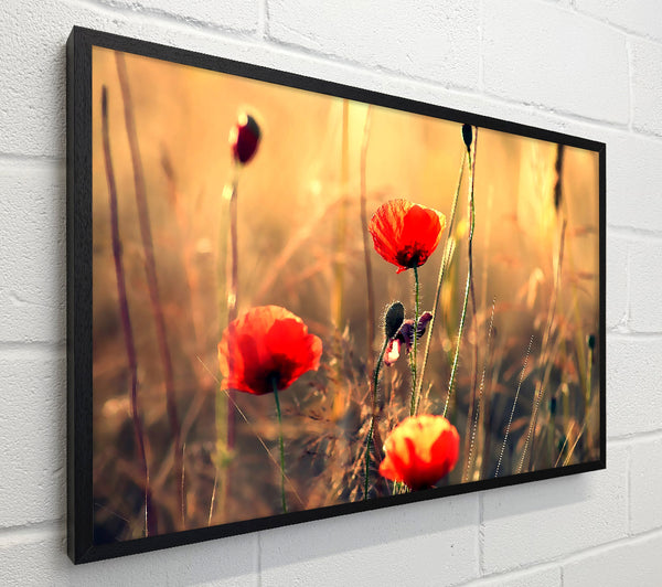 Red Poppy Sun Rays