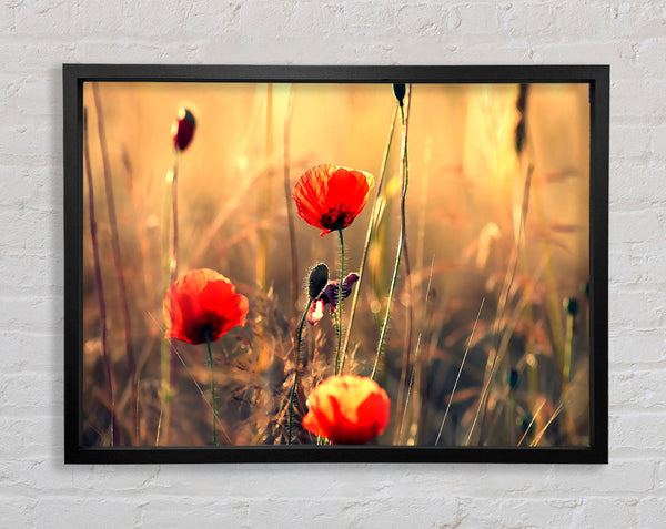 Red Poppy Sun Rays Framed Print