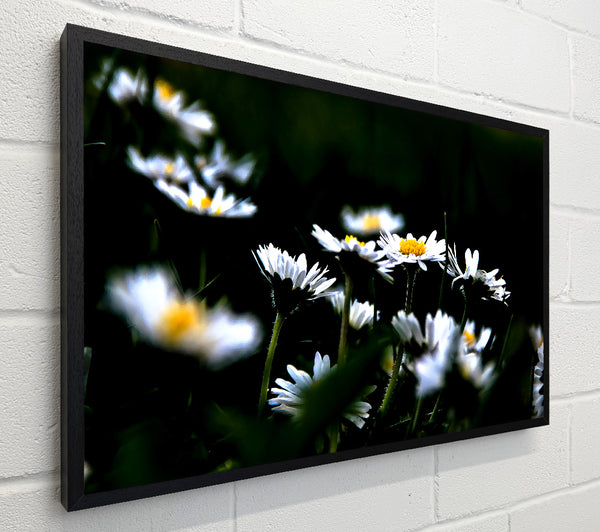 Grass And White Flowers