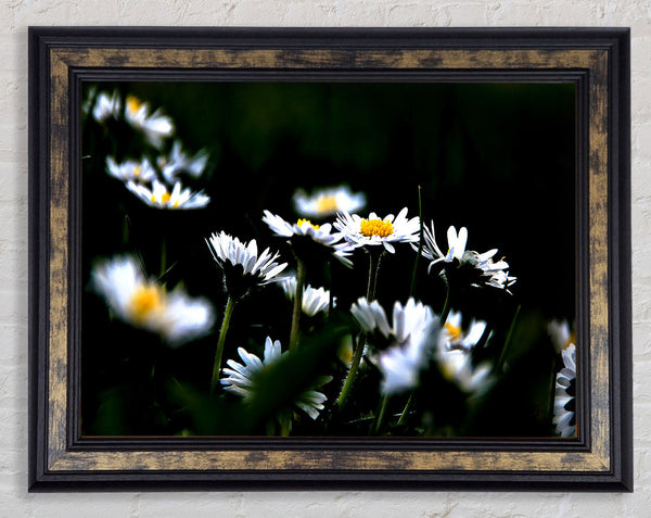 Grass And White Flowers Framed Print