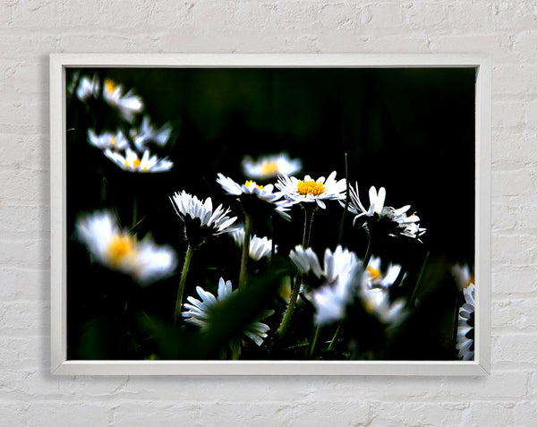 Grass And White Flowers Framed Print