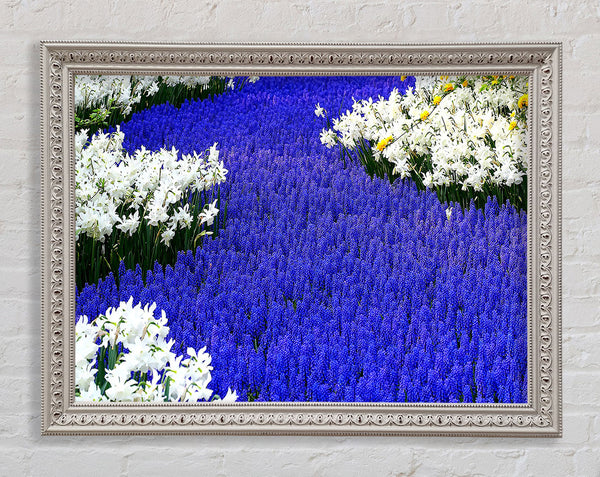 Grape Hyacinths And Daffodils Framed Print