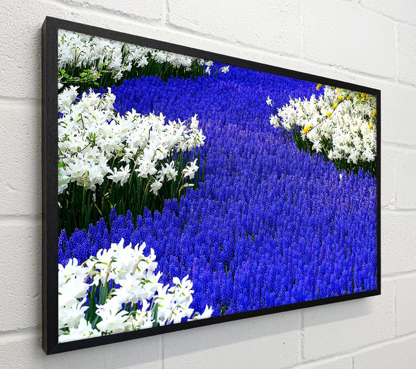 Grape Hyacinths And Daffodils