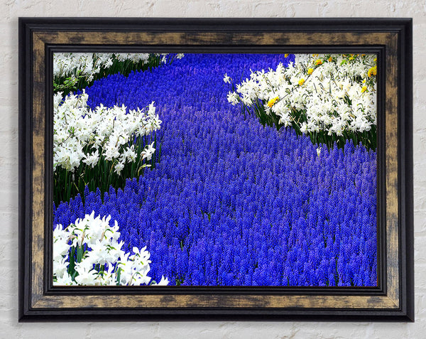 Grape Hyacinths And Daffodils Framed Print