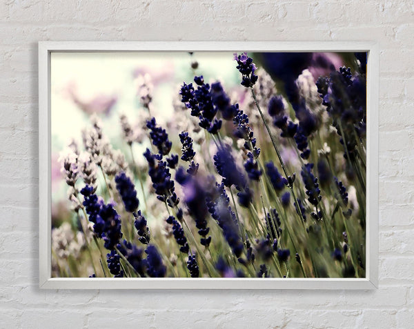 Lavender Flower Stems Framed Print