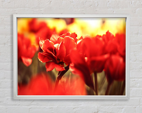 Beautiful Red Flowers Framed Print
