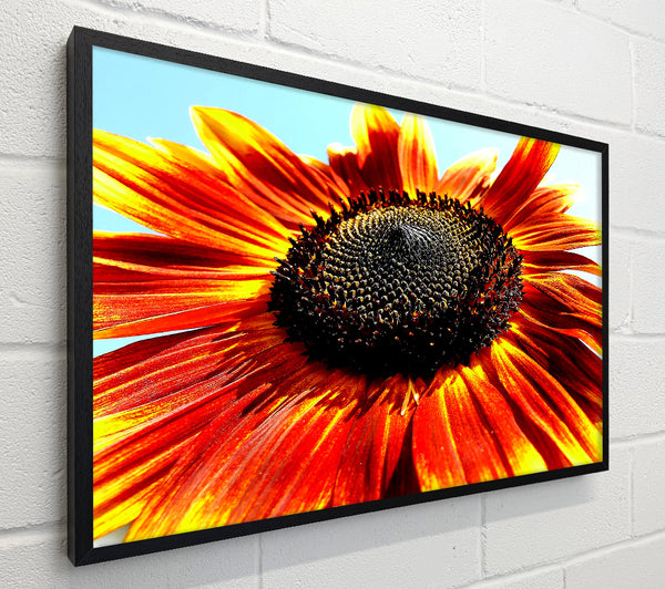The Sunflower