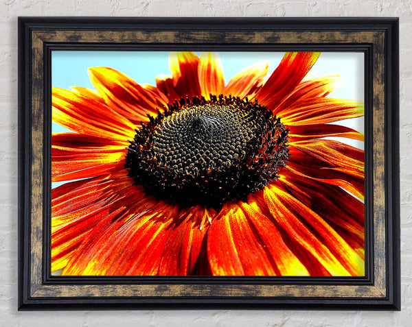 The Sunflower Framed Print