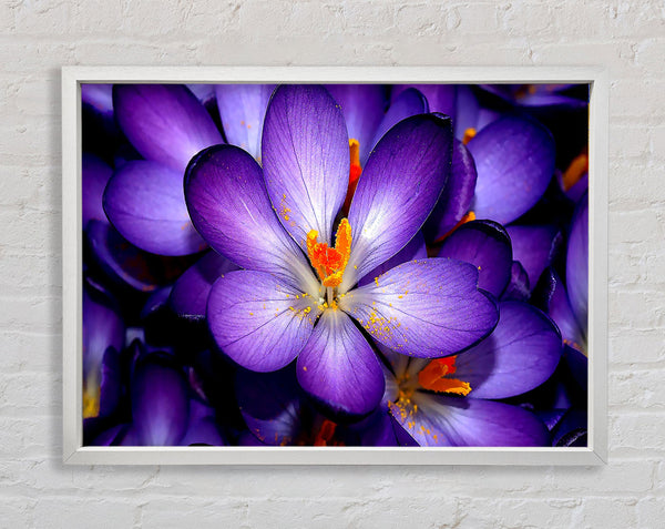Crocuses Purple Framed Print