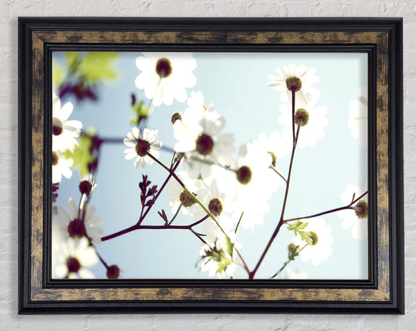 White Summer Flowers Framed Print