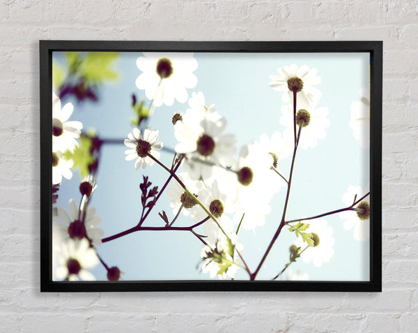 White Summer Flowers Framed Print